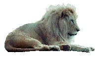 Gif animé lion dort